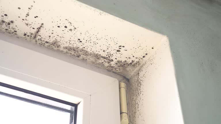 Mold Documentation for Insurance Claims